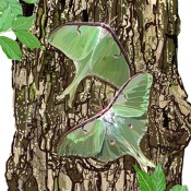 Walnut Tree and Moths